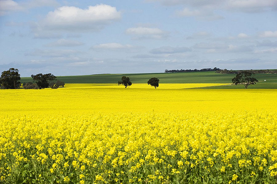 The road to opportunity for Australian canola: Rabobank – Grain Central